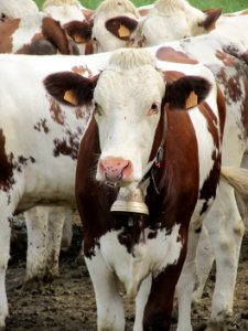 Cow, Comte, France.