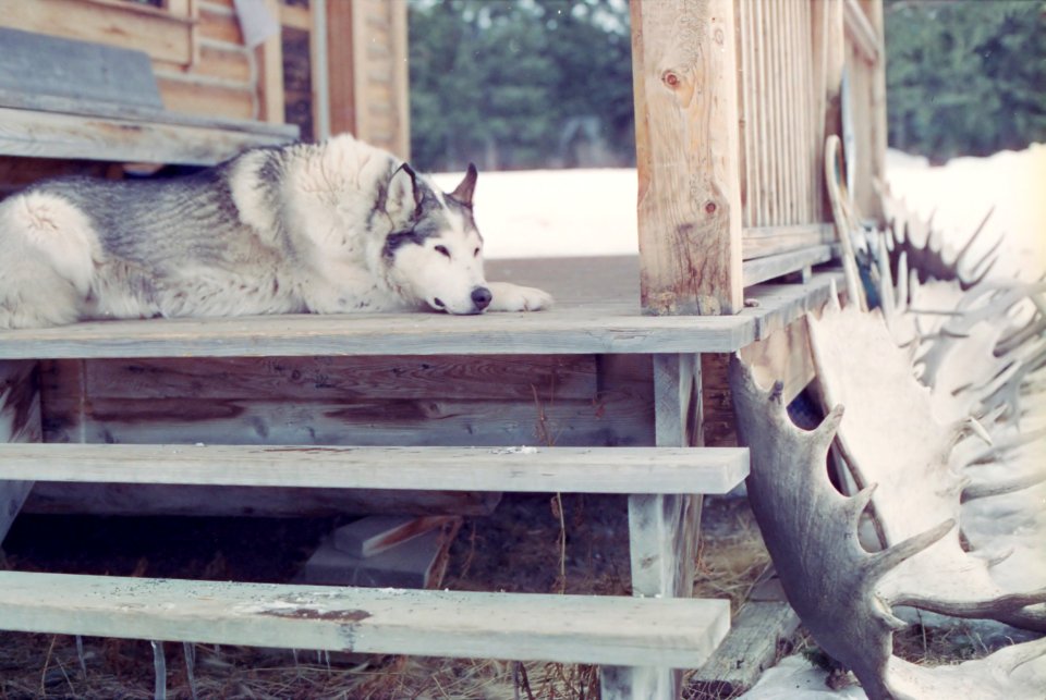 husky sleeping on porch