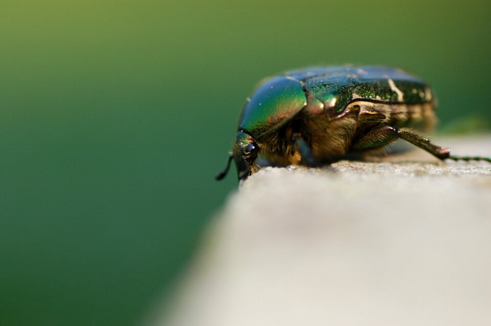 Common rose beetle shiny rose gold beetle close up