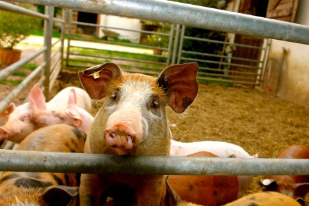 Curly tail pig snout country life photo