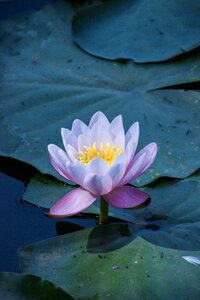 Water nature pond
