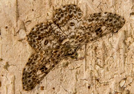 Cream brown pattern