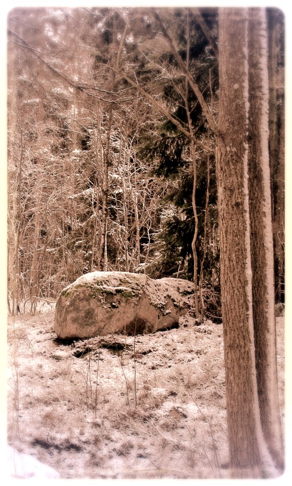 Tree and Rock