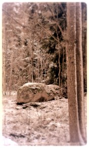 Tree and Rock