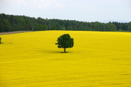 Oilseed rape nature field
