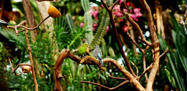 little birds on branch