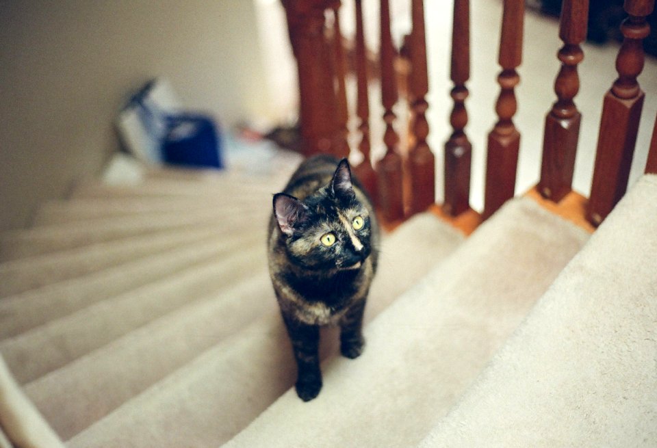 cat coming up stairs