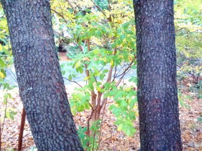 ACH05 D6 bark