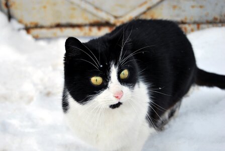 Animal cute pet