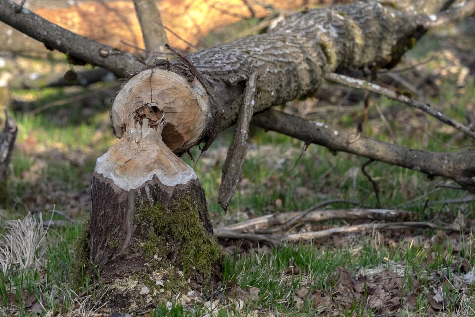 Nager animal beaver tree