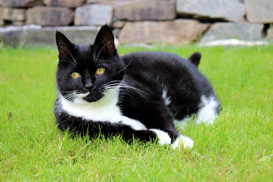 Kitty cat black white cat