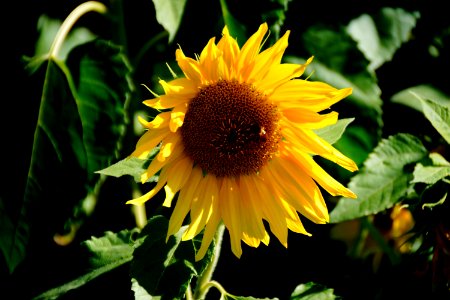 The Sunflower