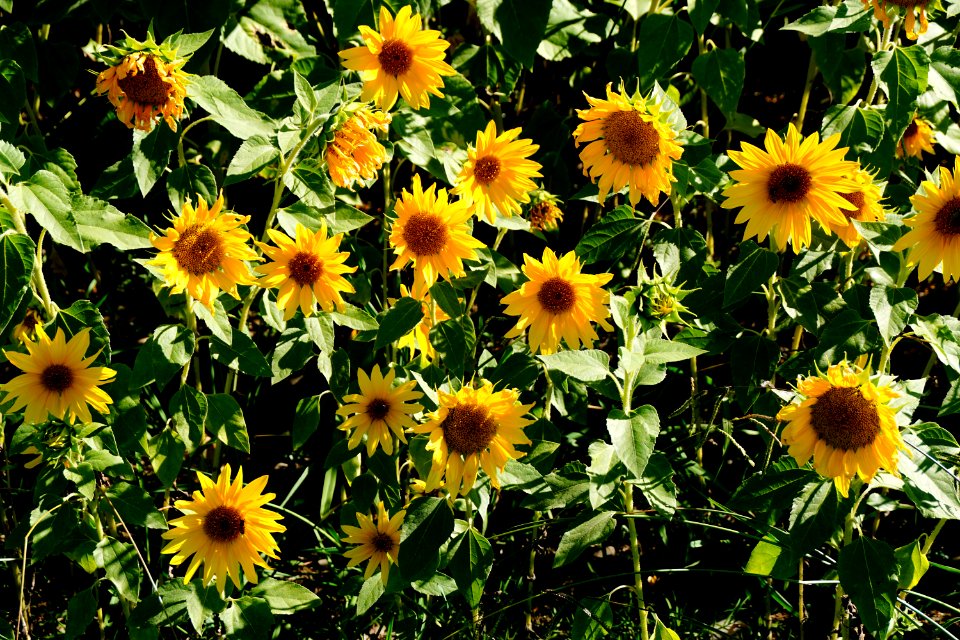 Sunflowers