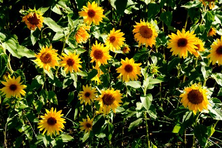 Sunflowers photo