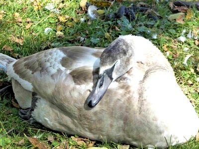 Lake side autumn wild bird photo