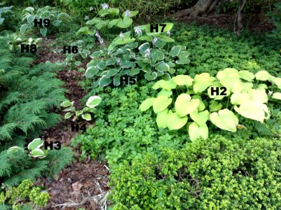 Hosta Vista ACH14
