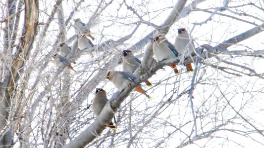 Jaseur boréal  (Bombicilla garrulus) Bohemian waxwing