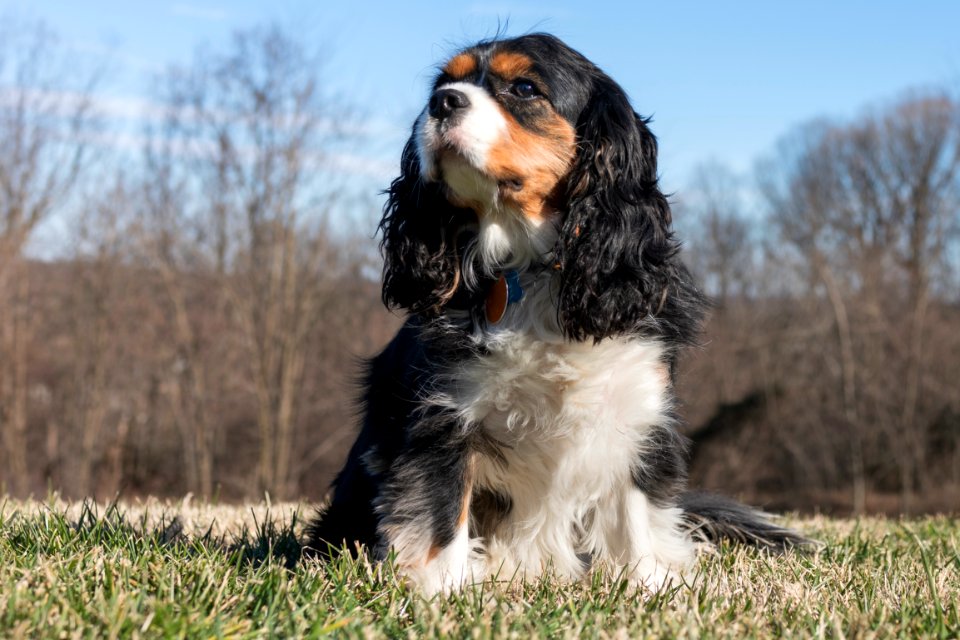 Regal Winston - 2/52 Weeks for Dogs