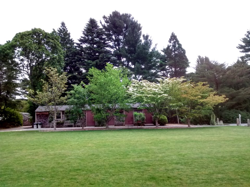 Five Sentinel Trees
