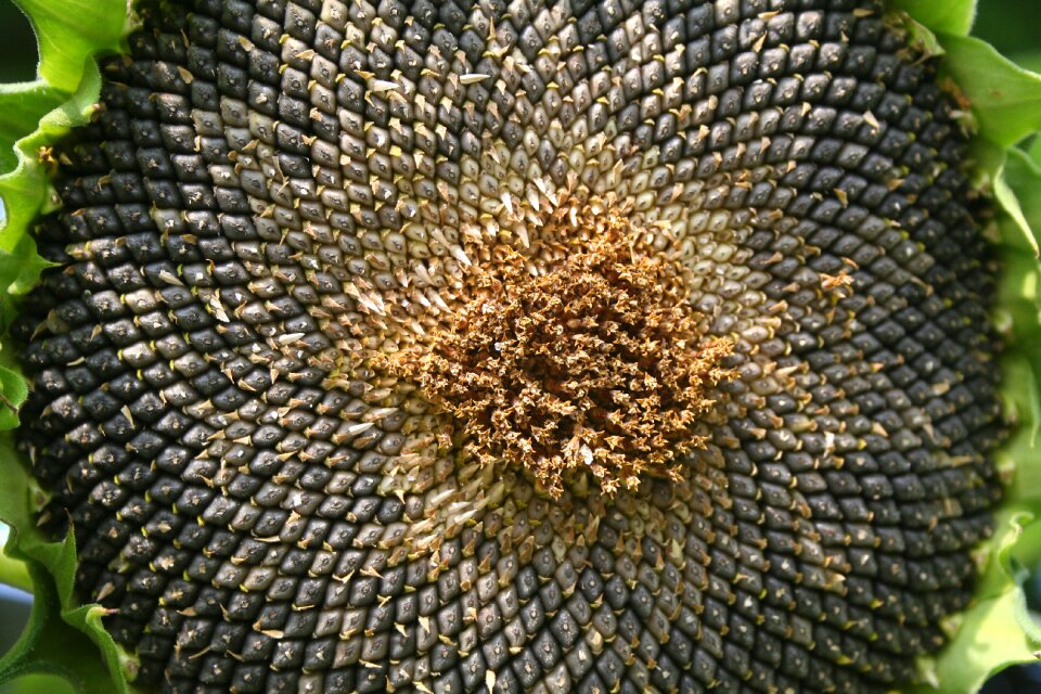 Sunflower seeds closeup close up