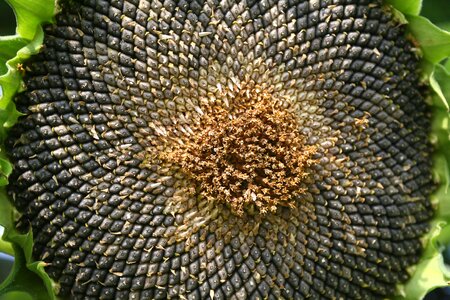 Sunflower seeds closeup close up