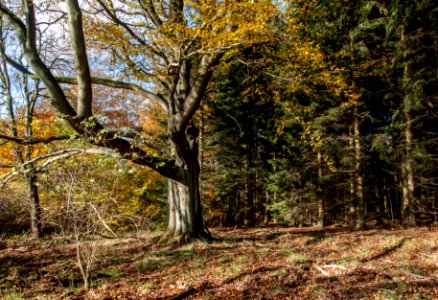 Abreise des Laubes