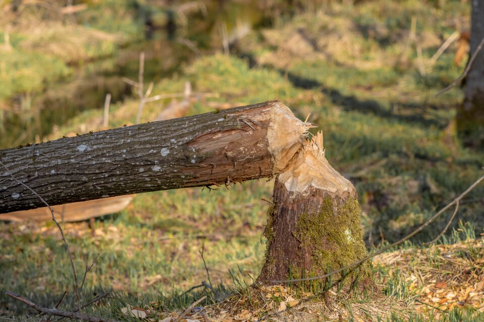 Nager animal beaver tree
