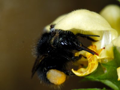 Hummel