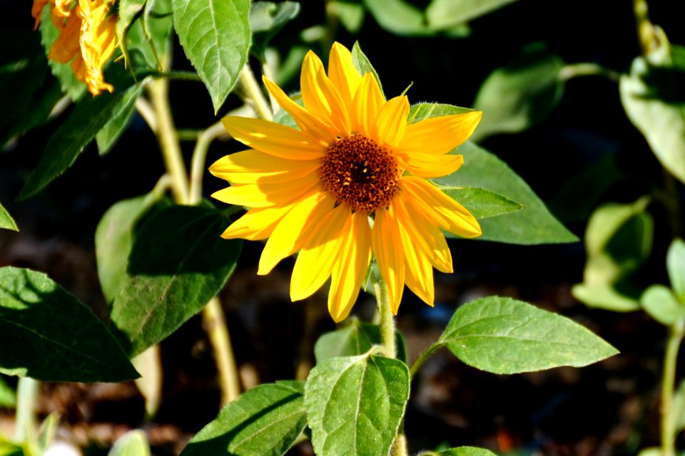 The Sunflower