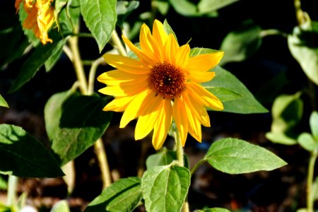 The Sunflower photo