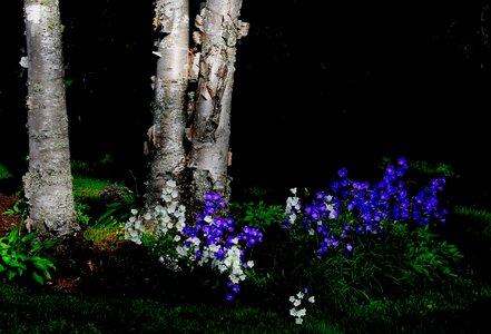 Birch colors nature