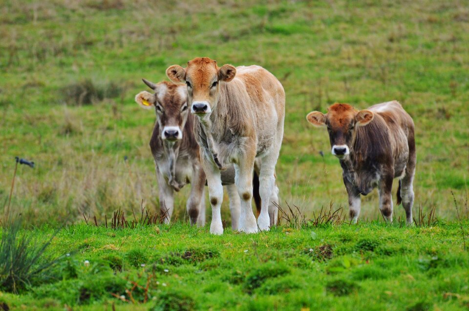 Ruminant dairy cattle pasture