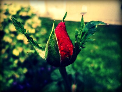 Red web garden