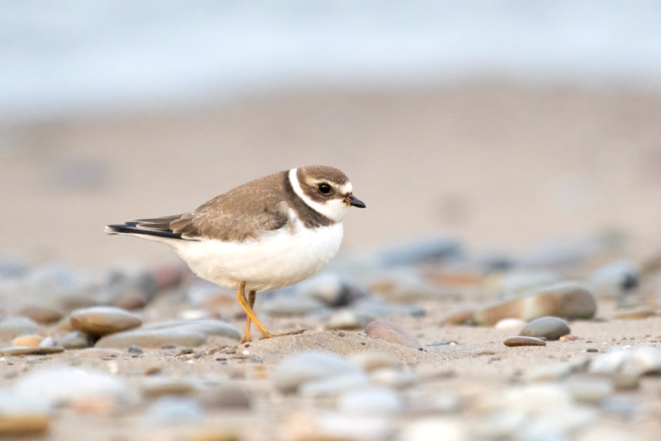 Semipalmated Plover