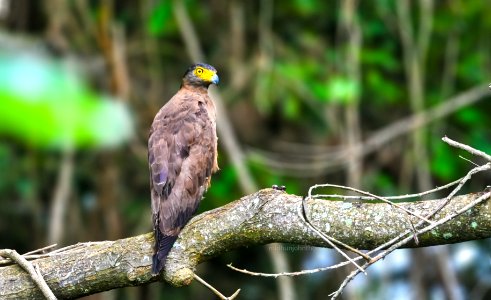 Crested Serpent Eagle photo