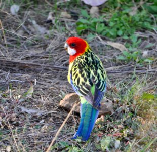 Eastern rosella photo