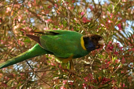 Australian ringneck parrot