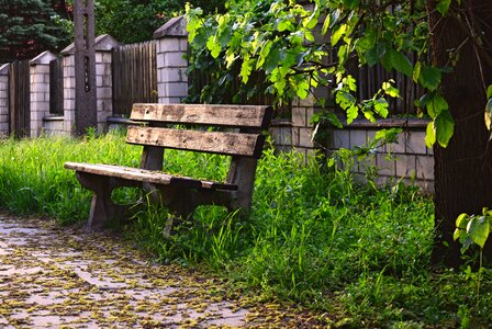 Nature sidewalk grass