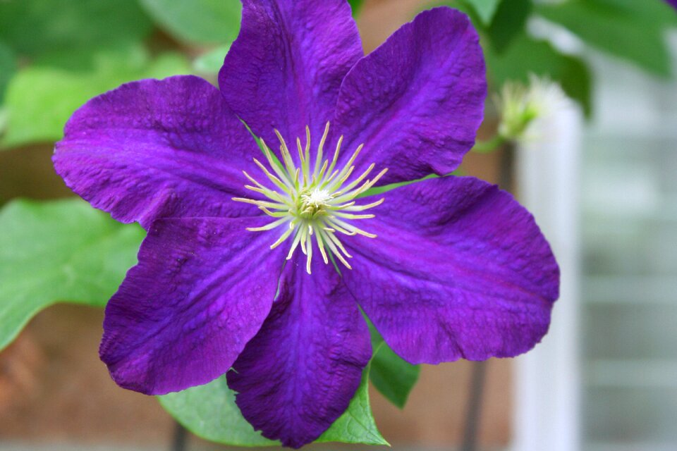 Floral purple climbing