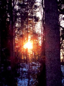 First snow in the Forest, Stockholm, Sweden, December 13, 2013
