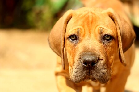 Puppy mastiff animal