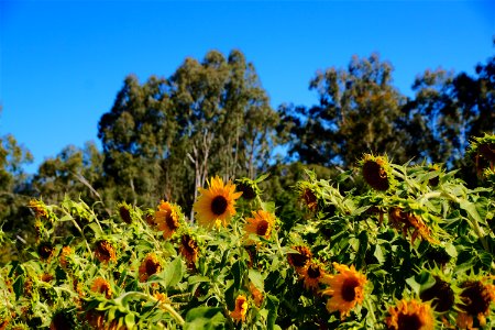 The Sunflowers photo