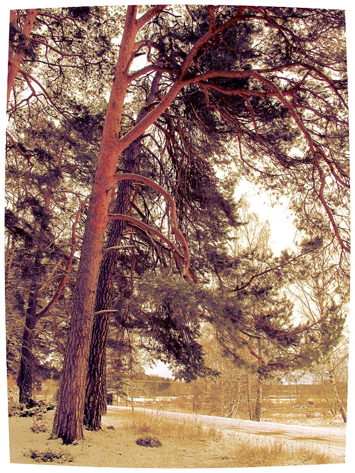Lightly snowed pine trees in Akalla, Stockholm, Sweden
