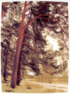 Lightly snowed pine trees in Akalla, Stockholm, Sweden