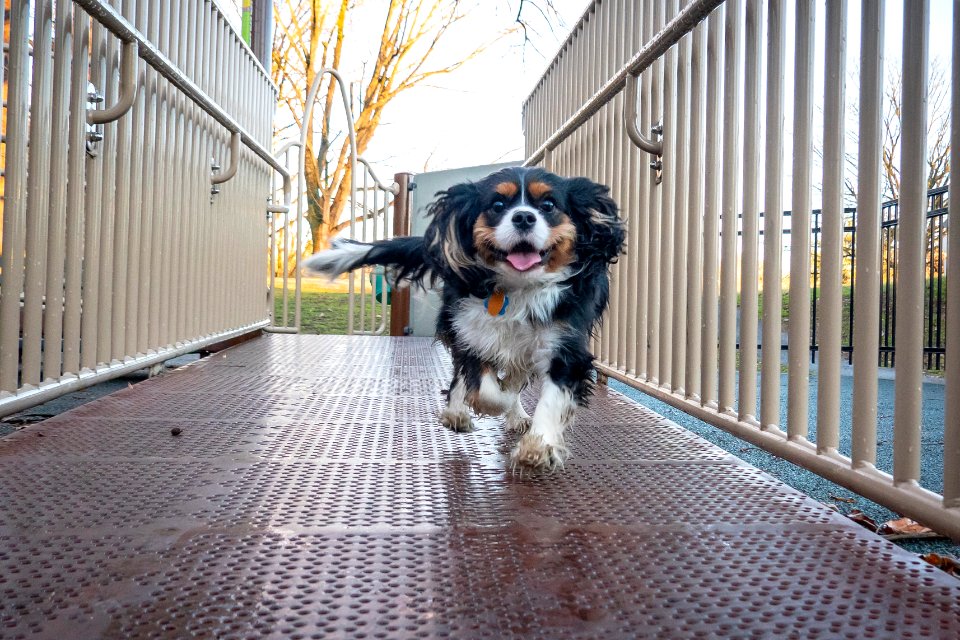 Here comes... Winston - 1/52 Weeks for Dogs