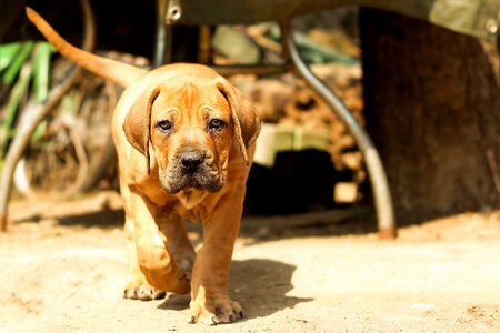 Puppy mastiff animal