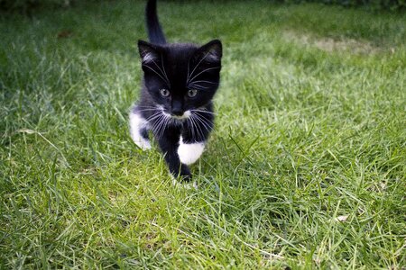 Grass pet cats photo