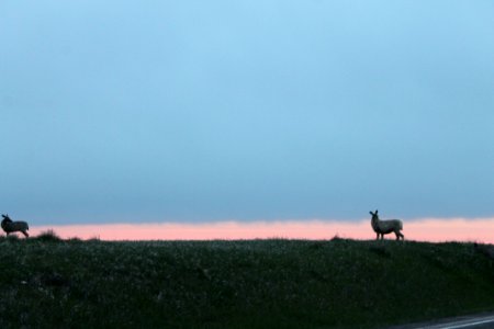 Suicidal Deer spotted
