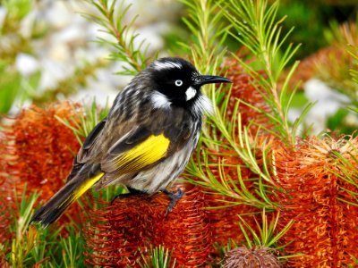 New Holland honeyeater