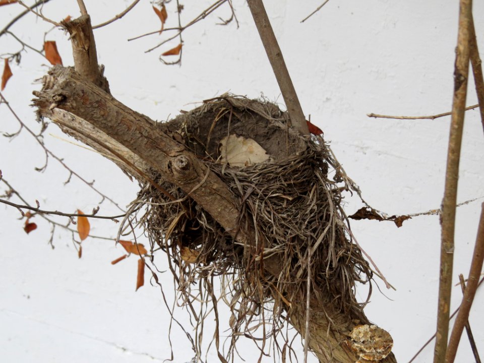 American Robin (Turdus migratorius) nest